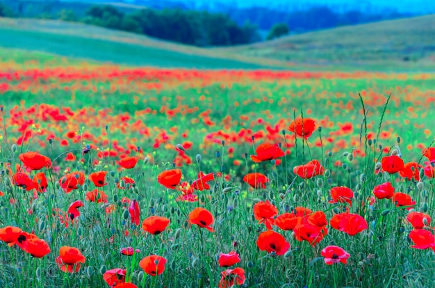 Wild fields of red poppies in Crimea