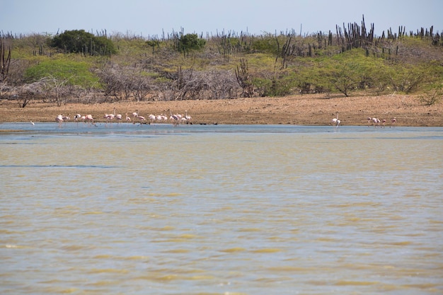 La Guajira Colombia의 야생 플라밍고와 선인장