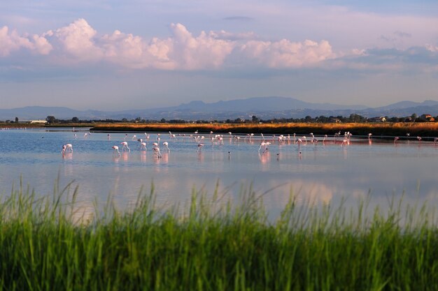 Дикие фламинго на соленом озере недалеко от города Червия
