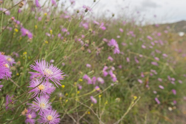 Photo wild flora in the axarquia