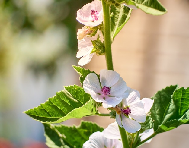 Wild flower Althaea officinalis in the garden