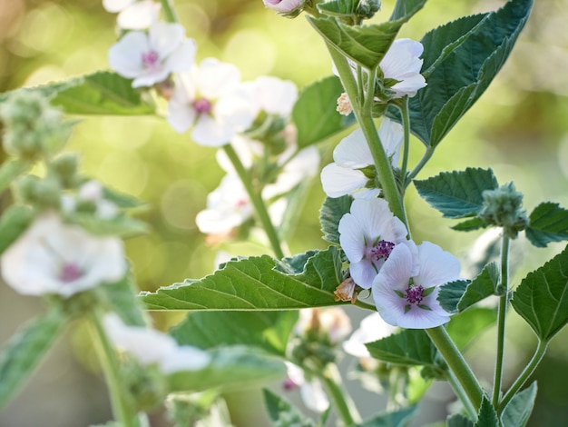 Wild flower Althaea officinalis in the garden.