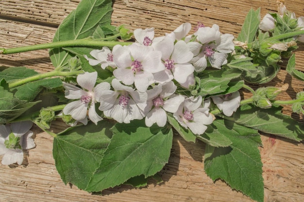 Wild flower Althaea officinalis Marsh mallow summer flowers Cummon Marshmallow Althaea officinalis