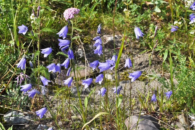 Foto campanula di campane di canterbury di fiori selvatici