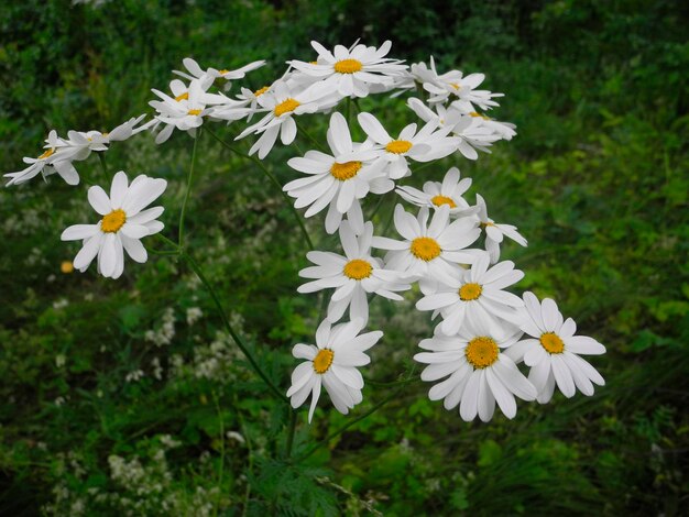 Wild flower field or meadow with blooming daisies