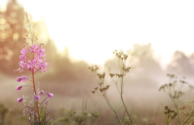 Wild flower in fog on sunset