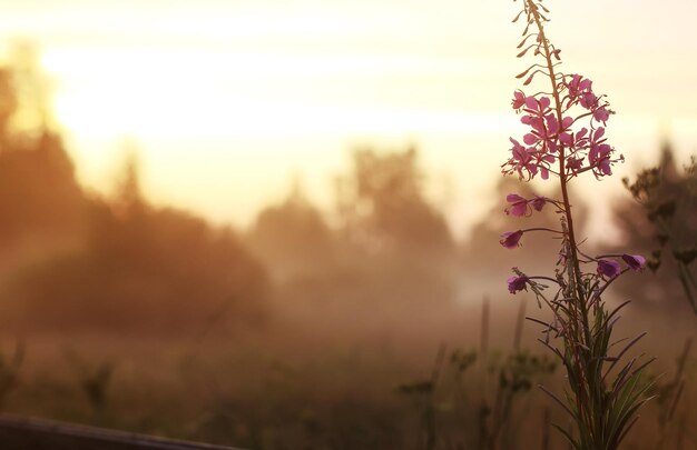 Photo wild flower in fog on sunset