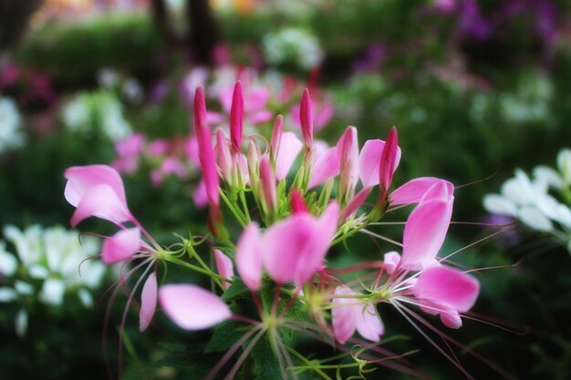 Wild flower in the forest