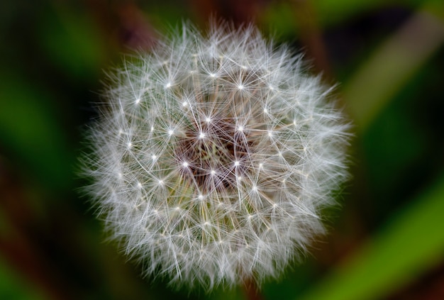 A wild flower in full bloom in Niigata Japan