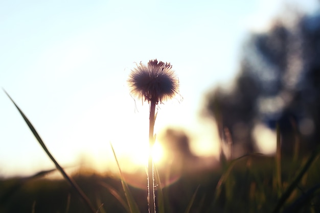 春の夕方の日没時間に緑の牧草地に野生の花