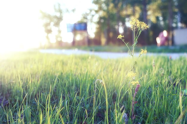 春の夕方の日没時間に緑の牧草地に野生の花