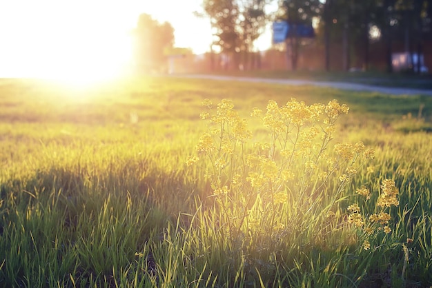 Wild flower on a green meadow in spring evening sunset hour