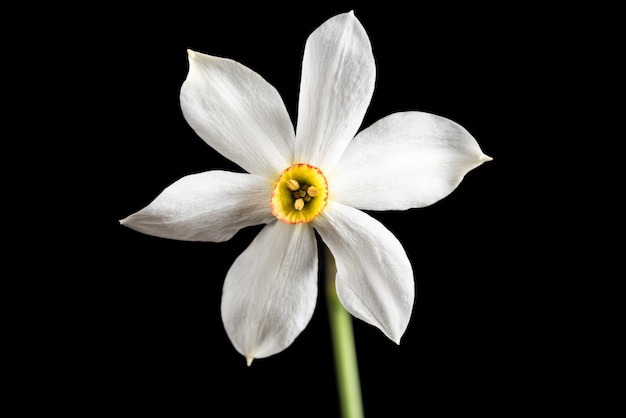 野生の花は色の背景上に分離されて。