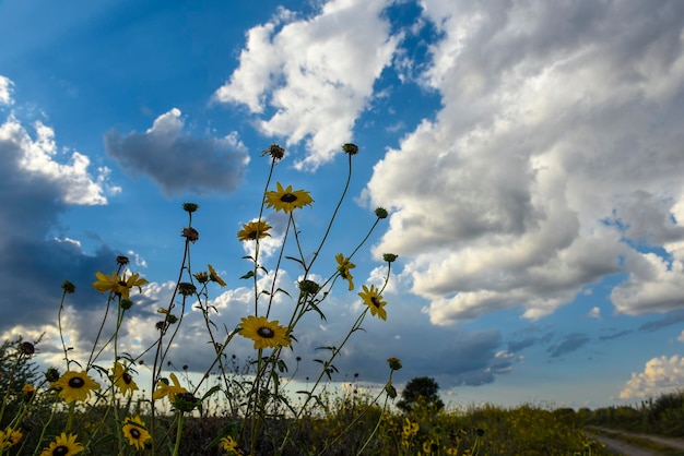 Wild flower La Pampa Patagonia Argentina