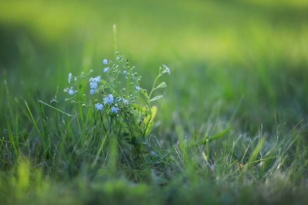 野生の花。緑の牧草地の春に小さな花。