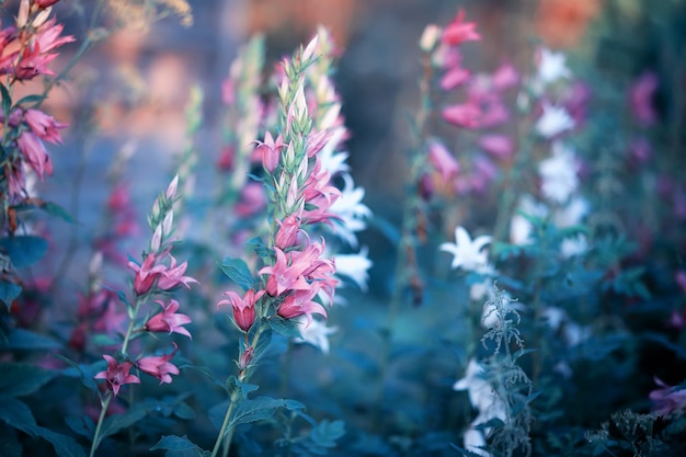 野生の花。緑の牧草地の春に小さな花。