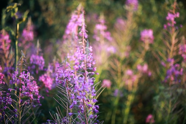 野生の花。緑の牧草地の春に小さな花。