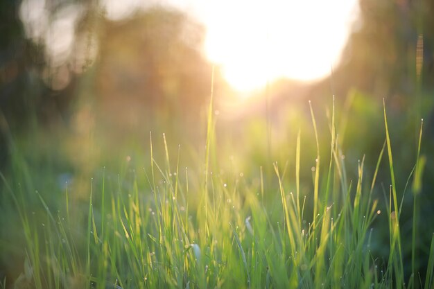 Photo wild flower. little flowers on a green meadow spring.