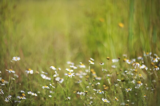 Wild flower. Little flowers on a green meadow spring.