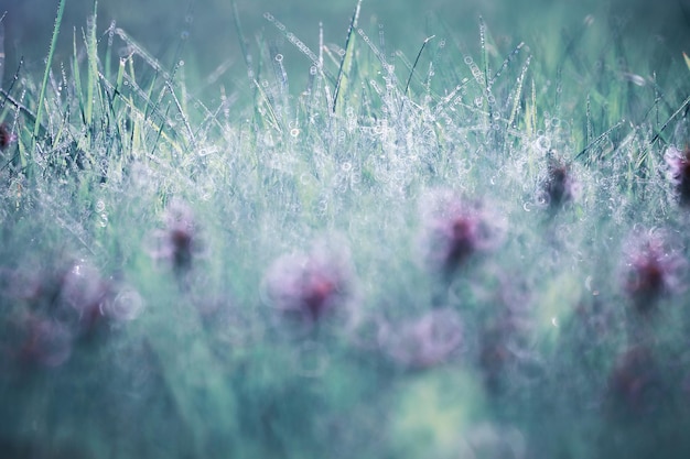 Wild flower. Little flowers on a green meadow spring.