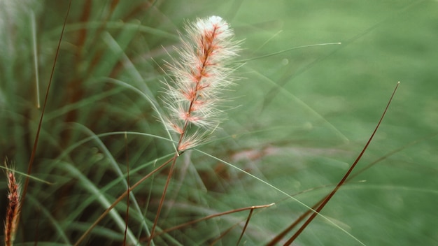 野生の花の草原茶色の緑の色のぼかし自然の背景