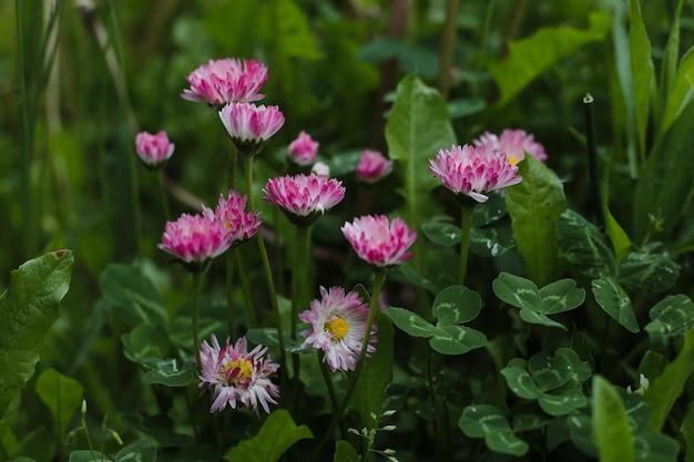 牧草地の夏の自然の背景の野生の花