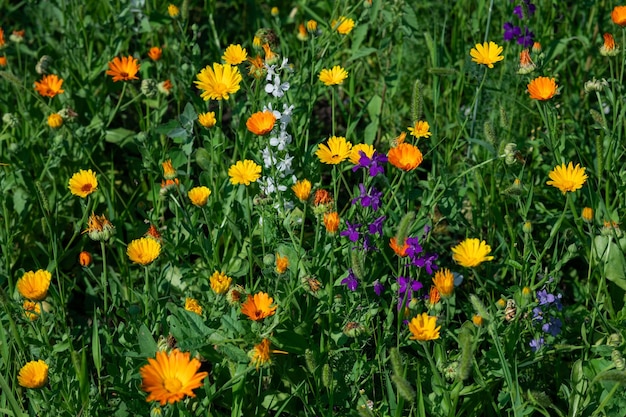 野生の花の草原