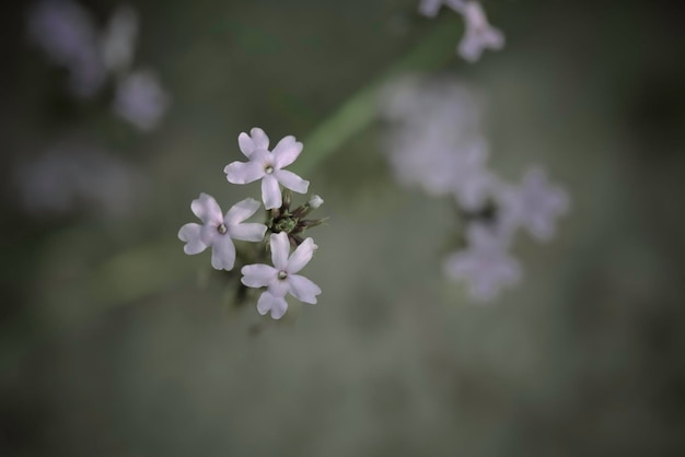 Wild flower in Patagonia La Pampa Argentina