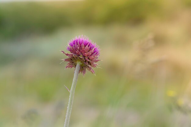 Wild flower in Patagonia La Pampa Argentina