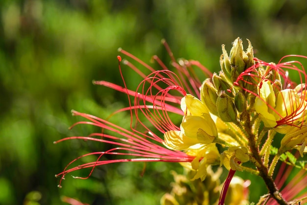 Wild flower in Patagonia La Pampa Argentina