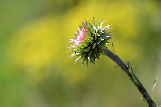 Wild flower in Patagonia La Pampa Argentina