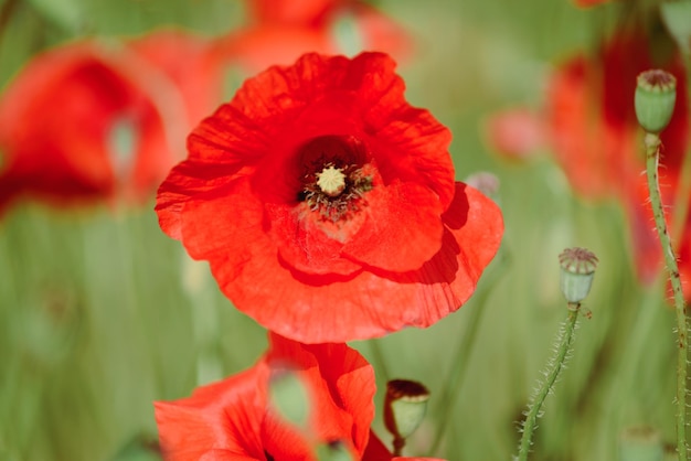 Photo wild flower of red poppies in nature with beautiful lighting on summer sunny day