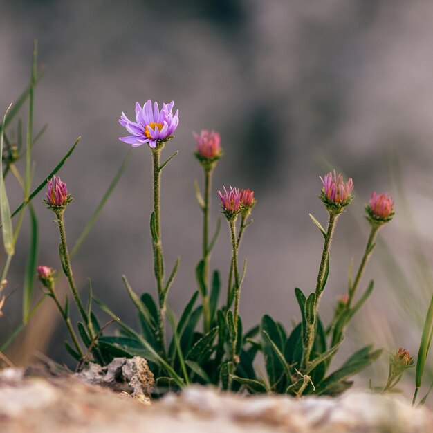 岩の上の野生の花