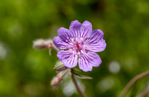 Wild flower, scientific name; Geranium tuberosum