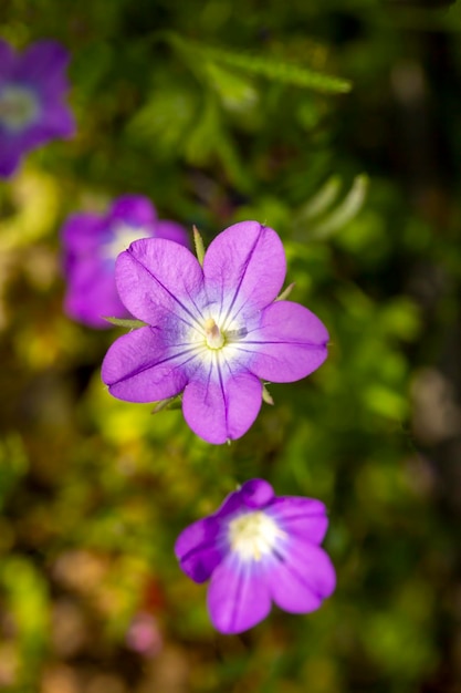 野生の花。学名。レグーシア・ペンタゴニア