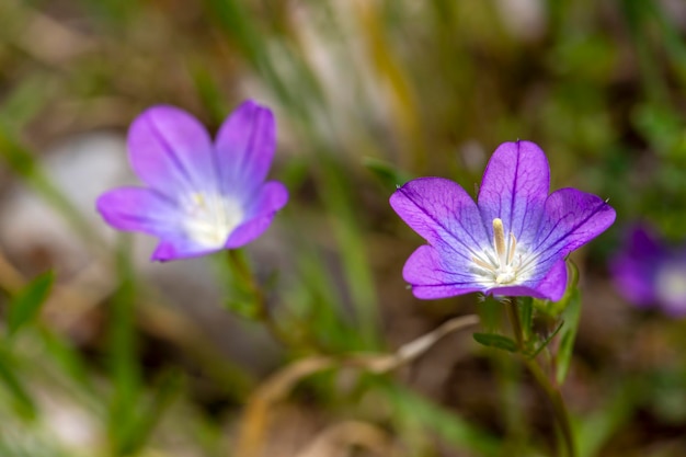 野生の花。学名。レグーシア・ペンタゴニア