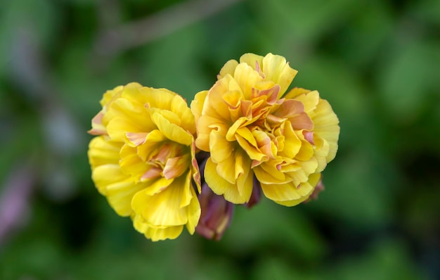 野生の花;科学名:オクサリス・ペス・カプラエ・ヴァー. プレニフローラ・L.