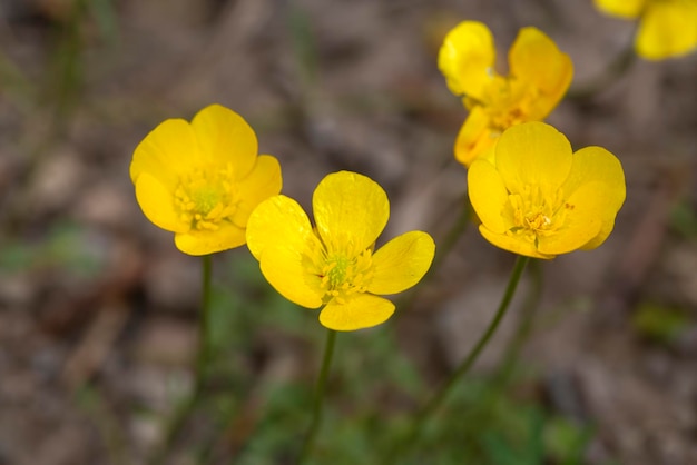 Wild flower, scientific name; ranunculus bulbosus