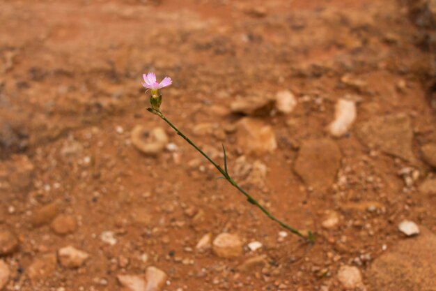 Foto fiore selvatico fiore solitario che cresce su suolo roccioso secco fiore solitario con fiori viola nel des