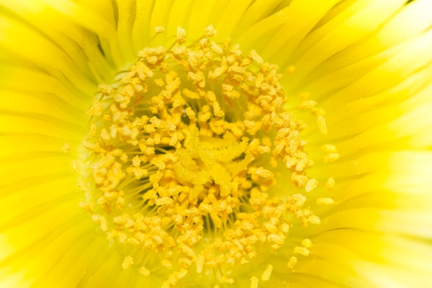 Wild flower stamens covered with pollen