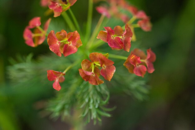 Wild flower on summer meadow