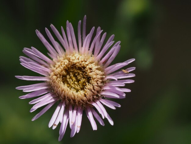 夏の草原の野生の花