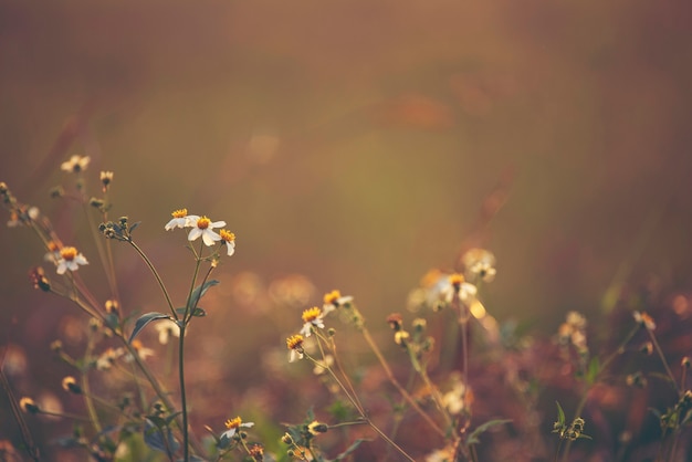 野生の花の夕日、花の草と自然の夕日