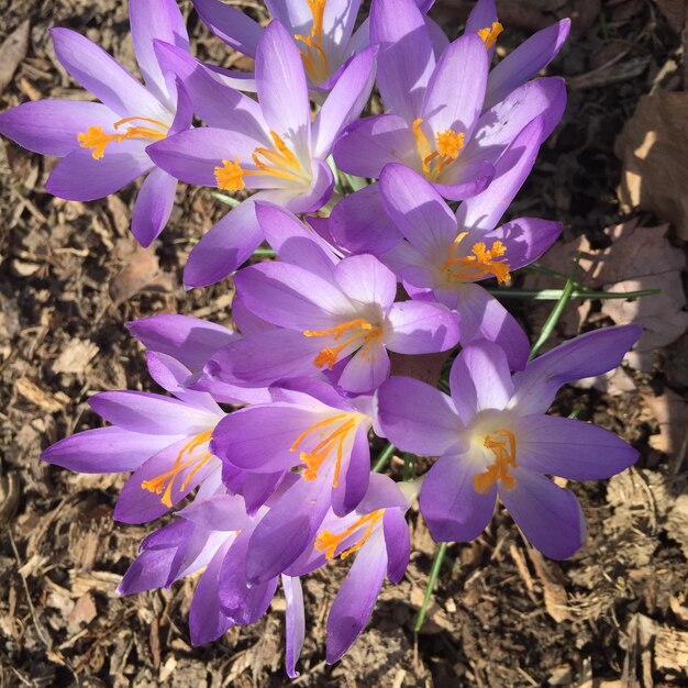 Wild flower on trail