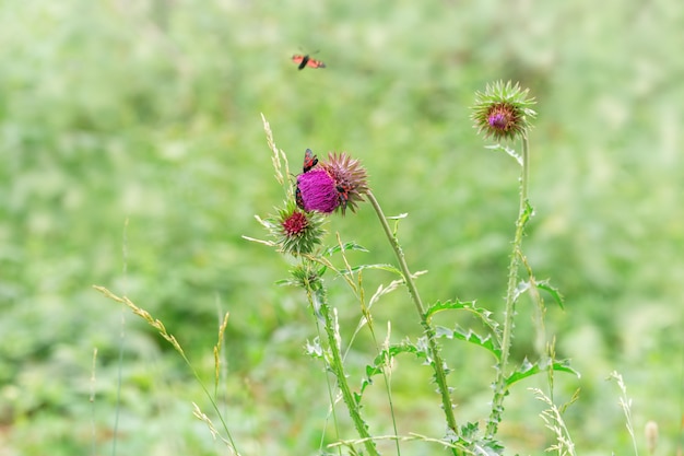 Wild flower with  butterflies. Prickly flower and black red moth. Black butterfly with red spots sits on green grass.