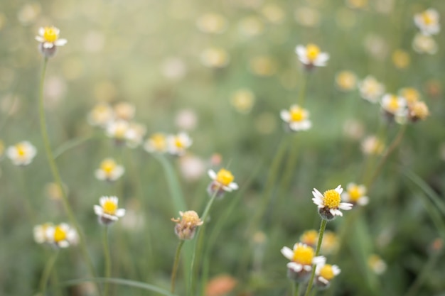 Wild flower with vintage filter unfocused