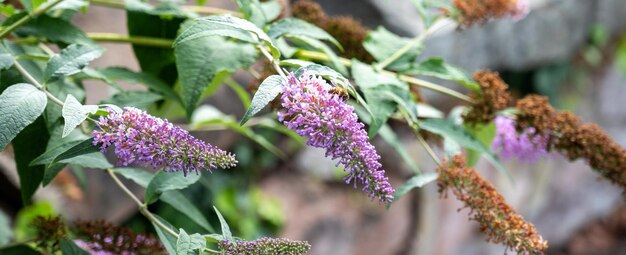 A wild flowering plant