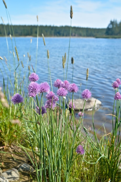 Wild flowers against the background of the northern river