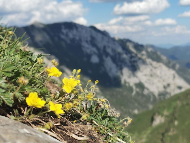 オーストリアのアルプスの野生の花