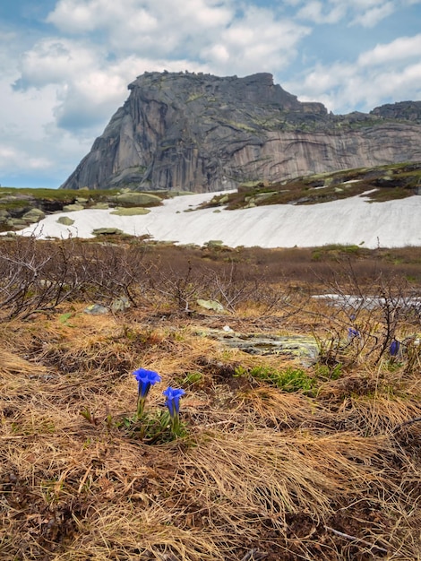 Foto fiori selvatici sullo sfondo delle montagne